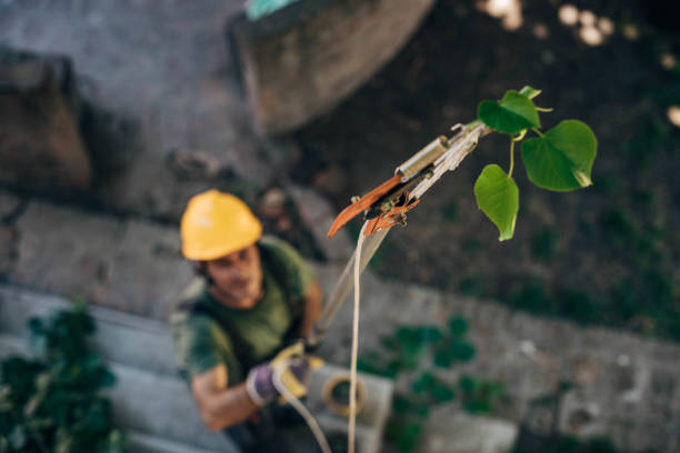 How Our Tree Care Process Works  in  Kimberly, ID
