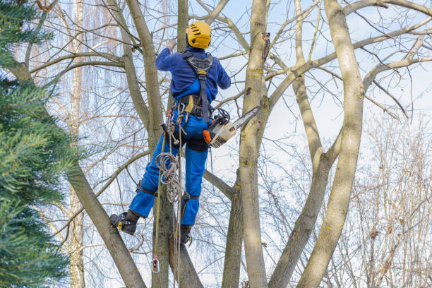 Reliable Kimberly, ID Tree Services Solutions